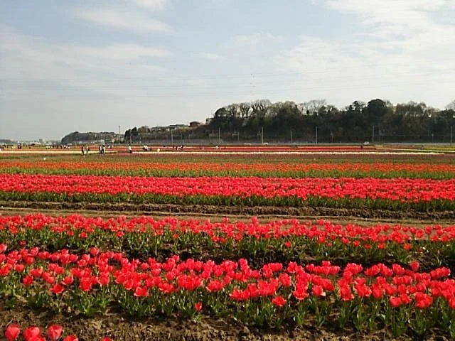 Sakura Furusato Square