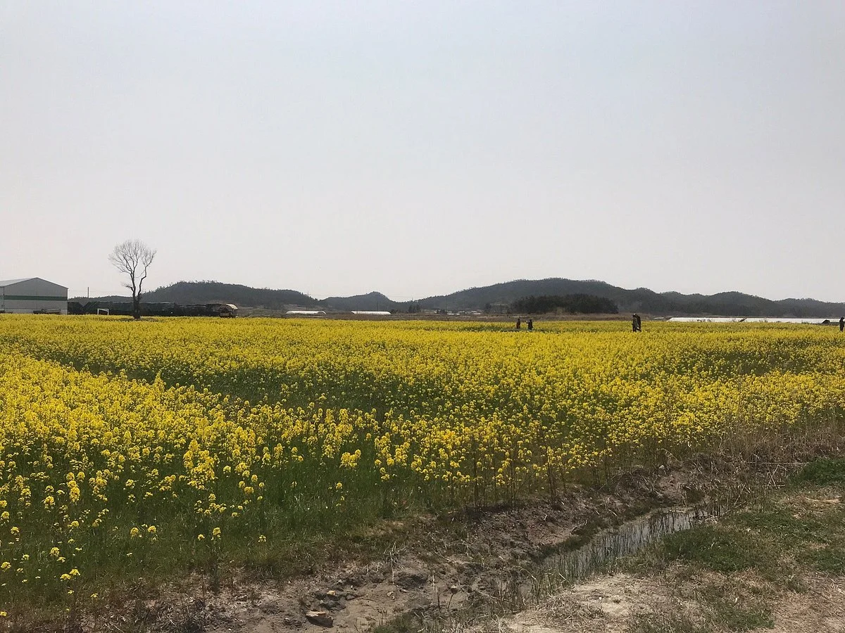 Taepyeong Salt Field