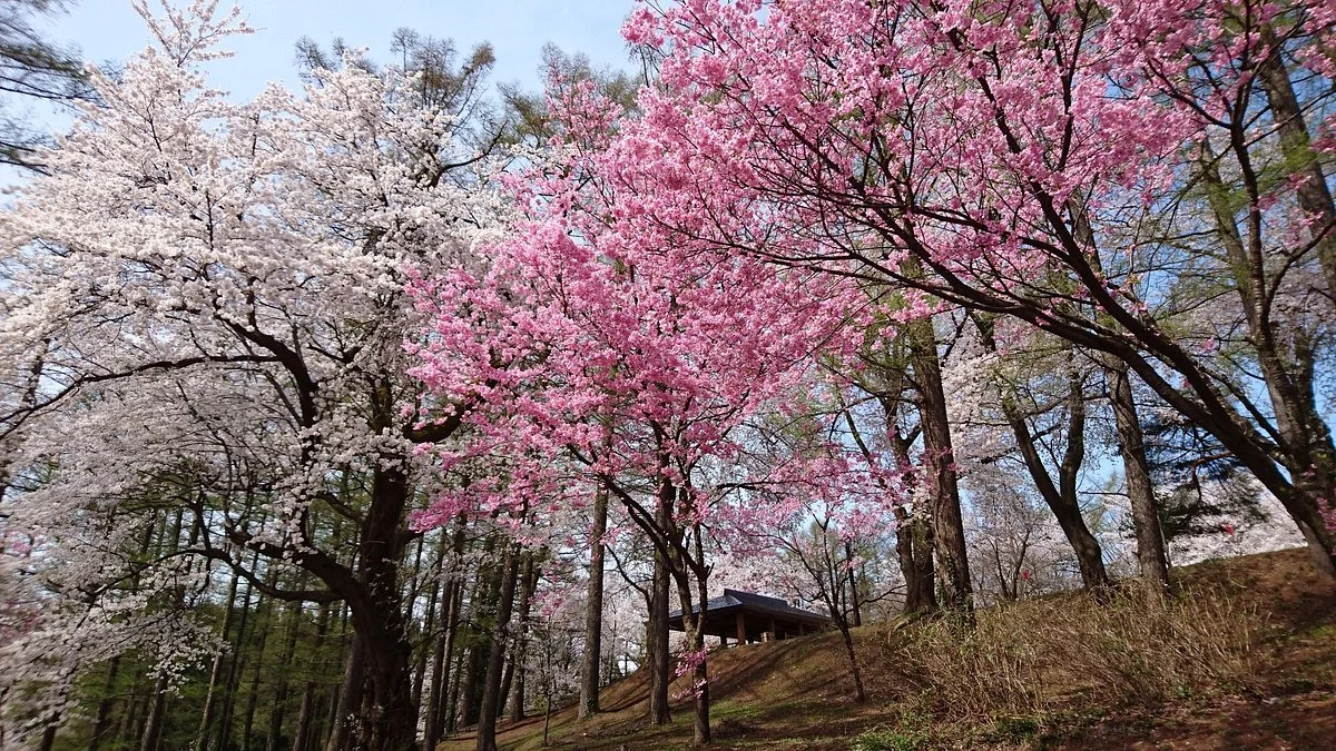 Kyozukayama Park