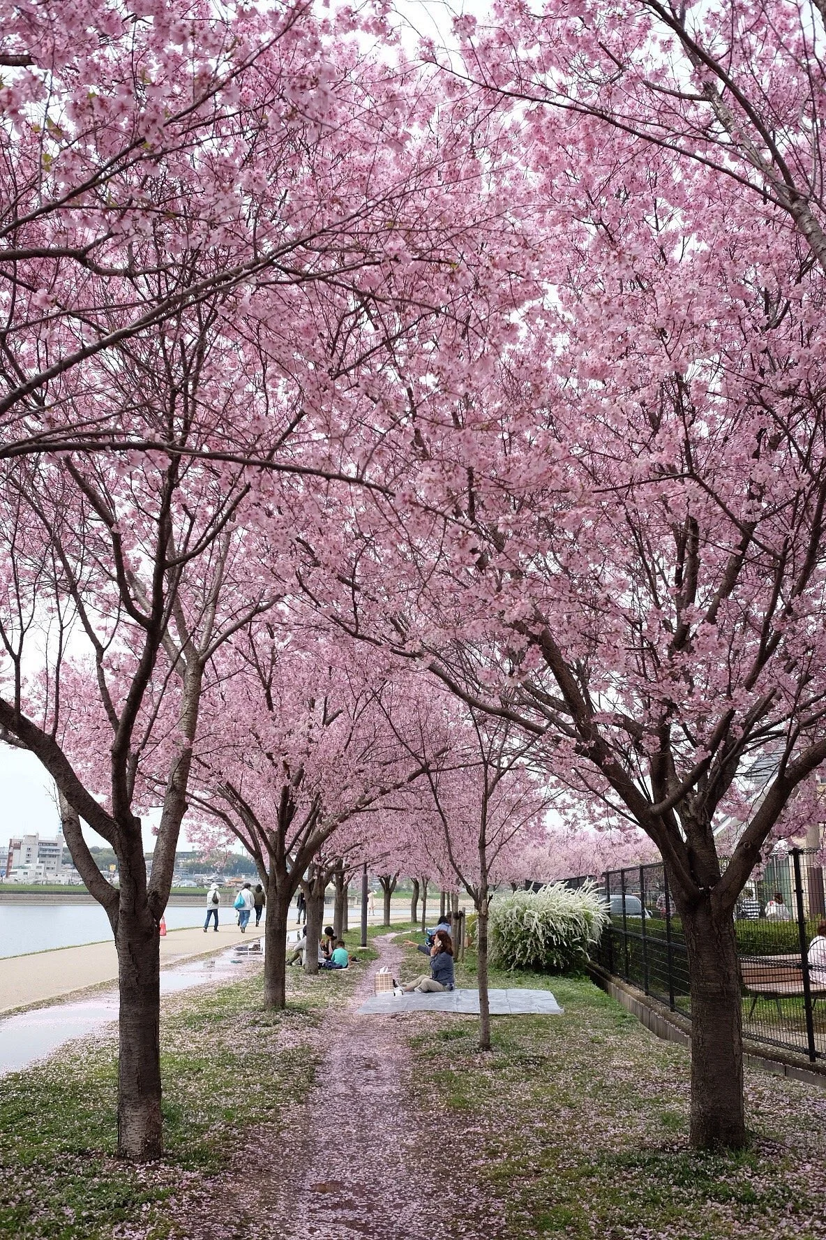 Sayamaike Park