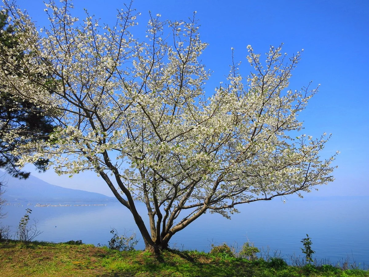 Tasaki Kannon