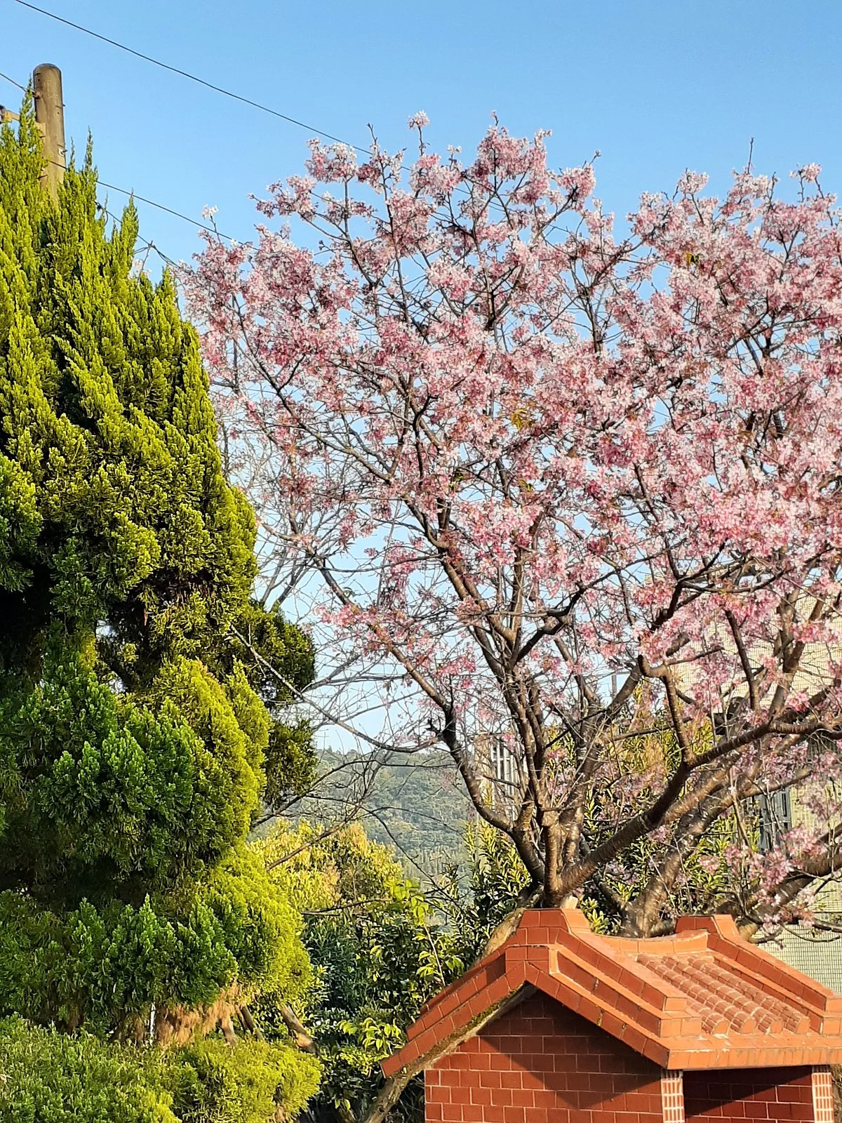 Cherry Blossoms Lane 42 Pingjing Street