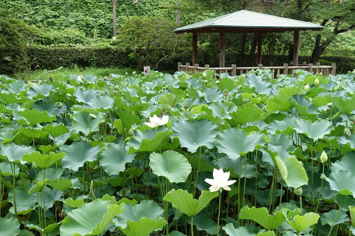 Matsugaoka Park