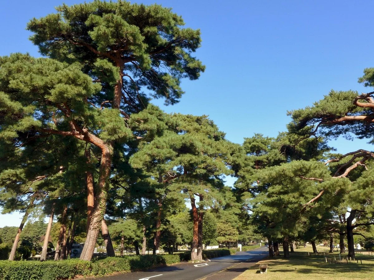 Kodaira Cemetery