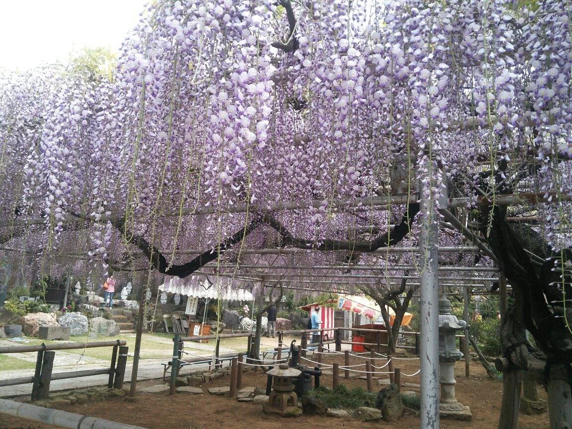 Koenji Temple