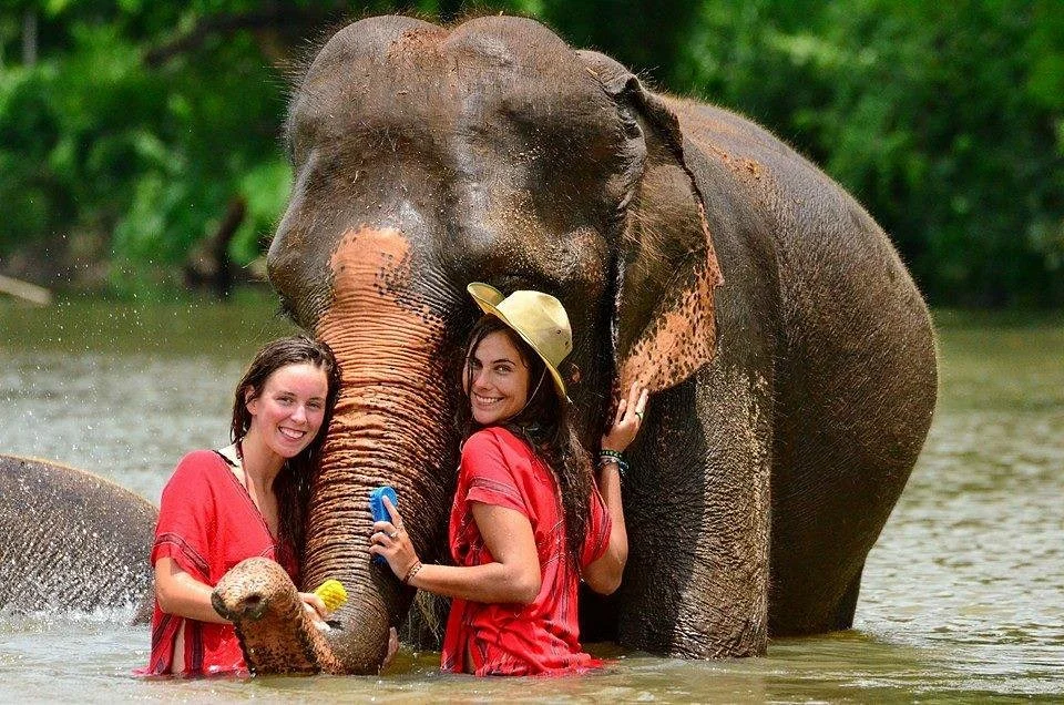 Mae Wang Elephant Camp