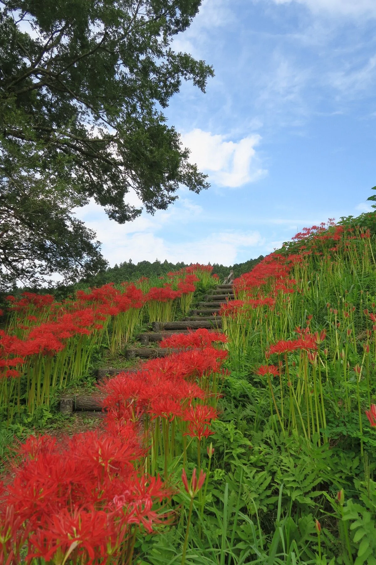 Minozawa Higanbana Park