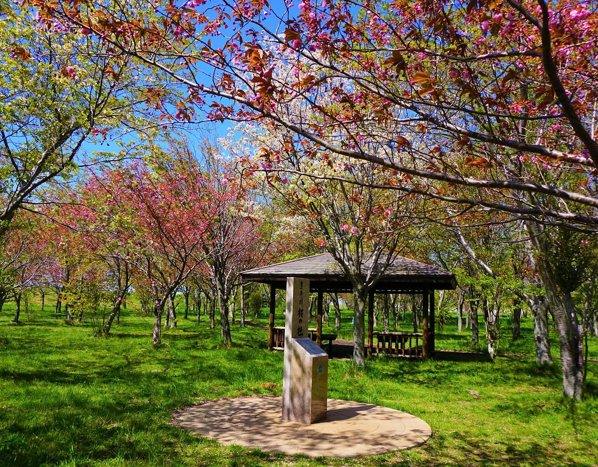 Toyohira Sakura no Mori Park