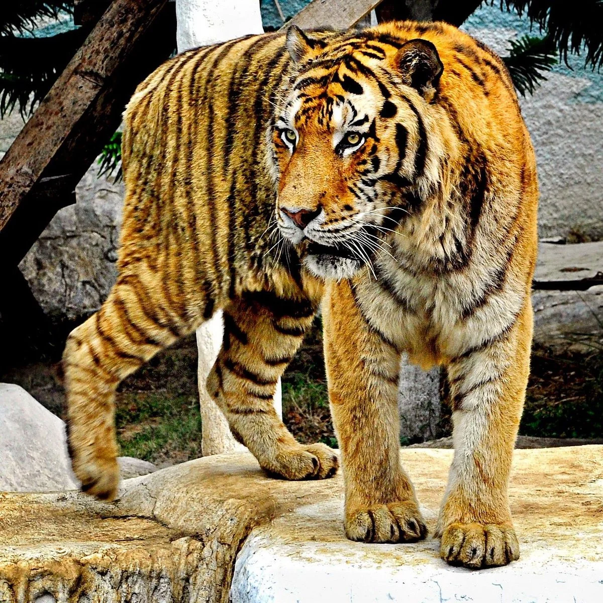 Batu Secret Zoo (Jawa Timur Park 2)