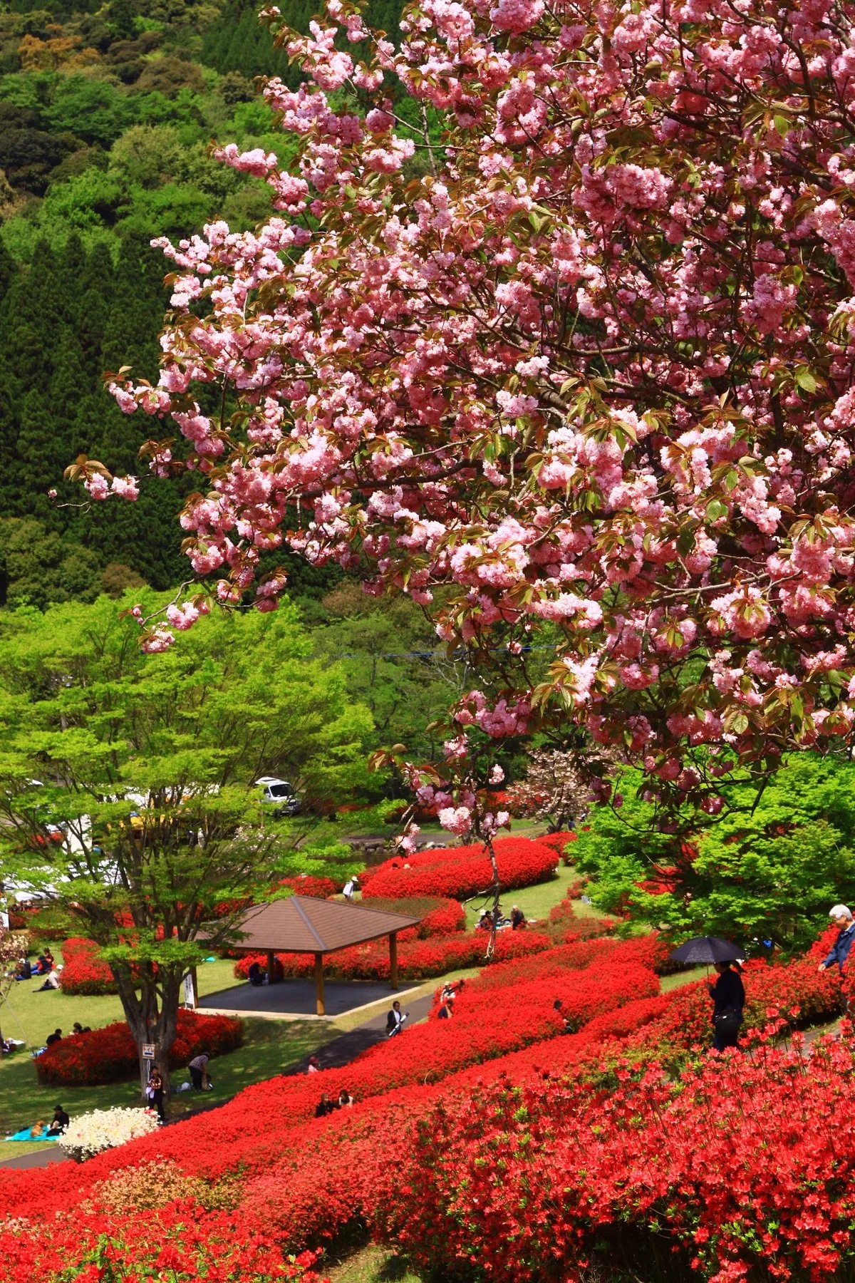 Shiibae Park