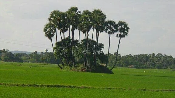 ThittaiPillaiyar Koil