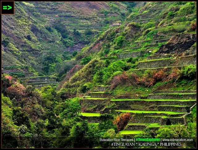 Tinglayan Rice Terraces