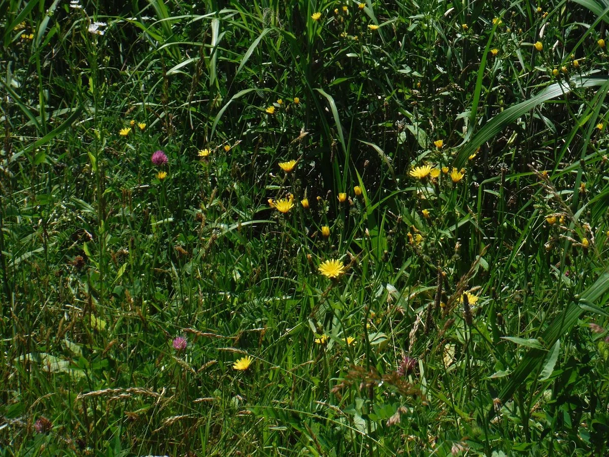 Shizukari Wetlands