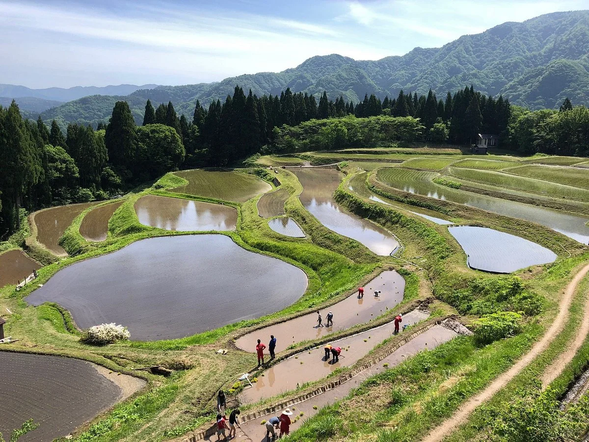 Rice terrace, Mt.Ue