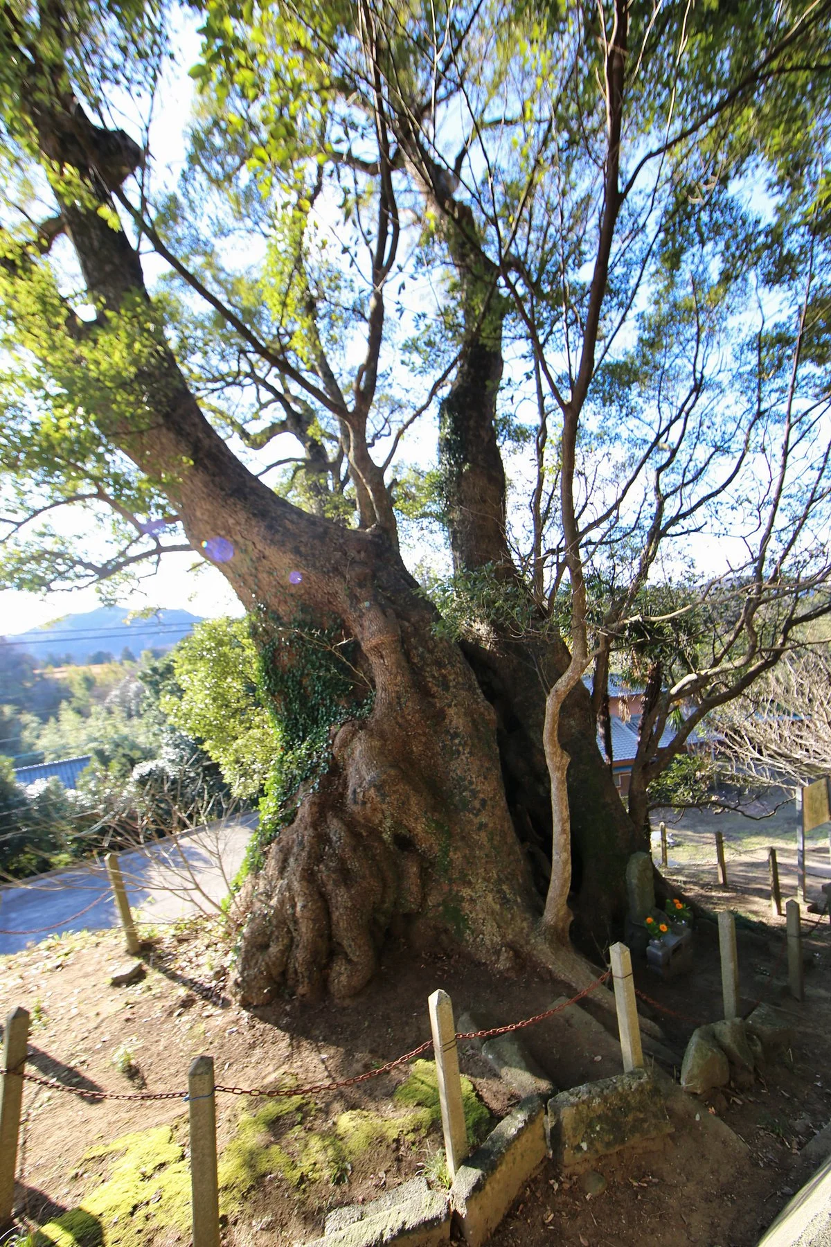 Tamaki no Okusu