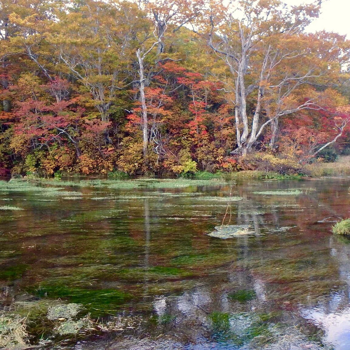 Gudari Swamp