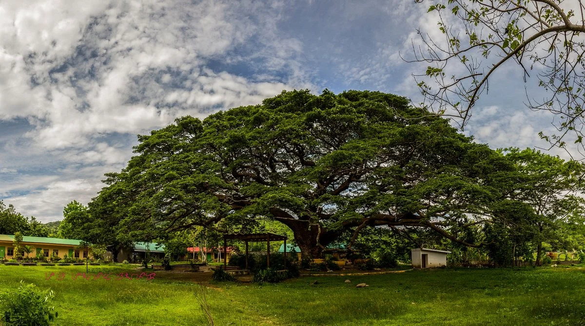 Centennial Tree