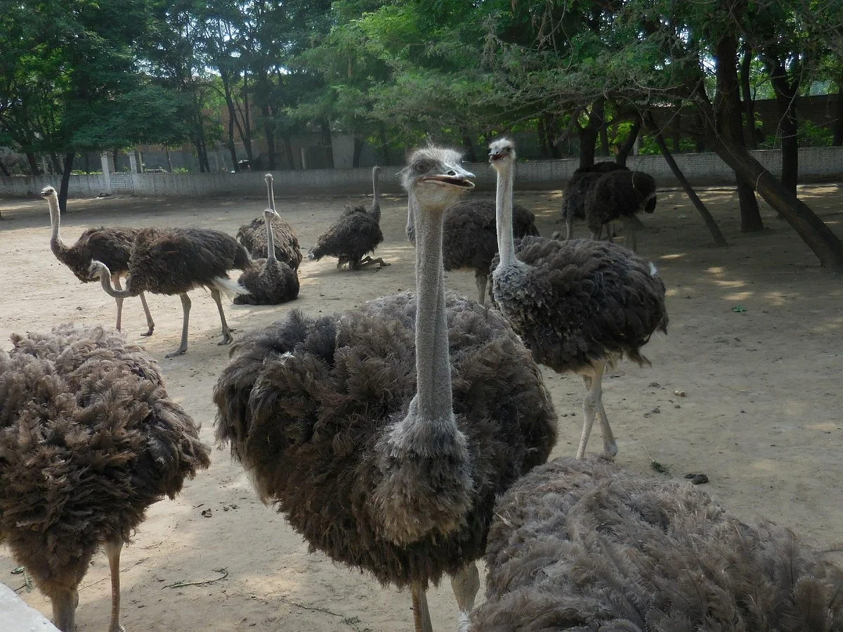 Heron and Ostrich Park