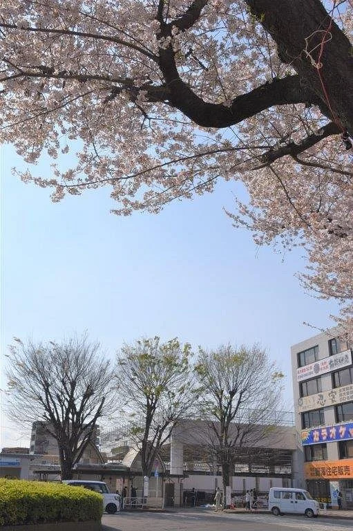 Ken Shimura Tree