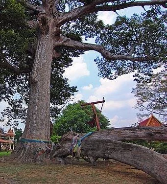 Wat Yang Na Rangsi