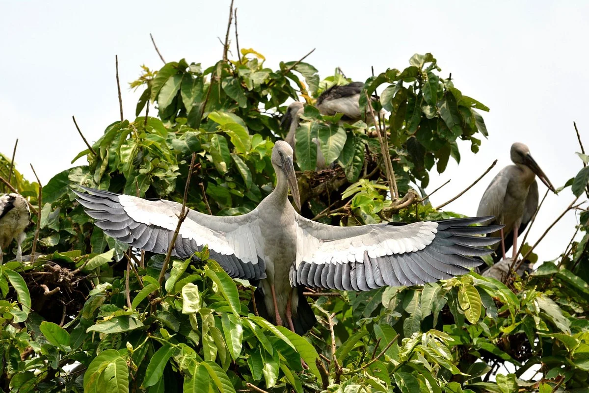 Raiganj Wildlife Sanctuary