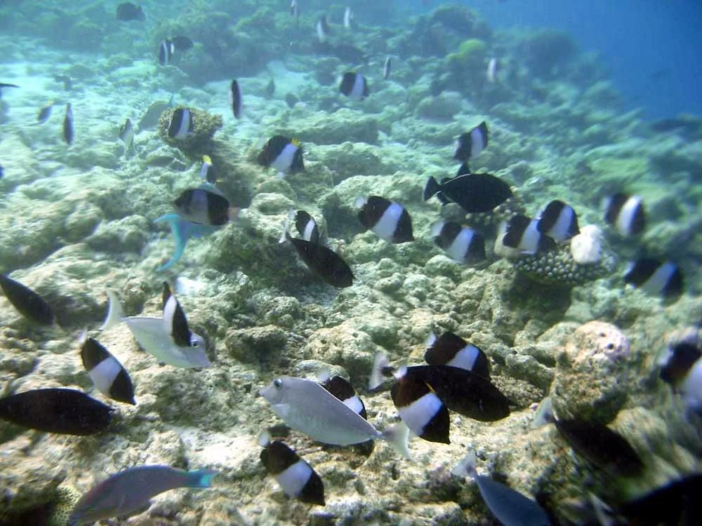Baifu Bay