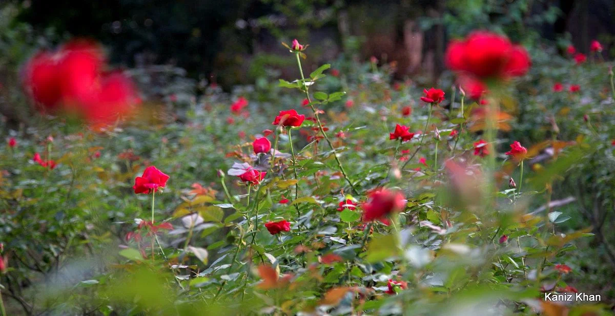 Sadullapur Flower Garden