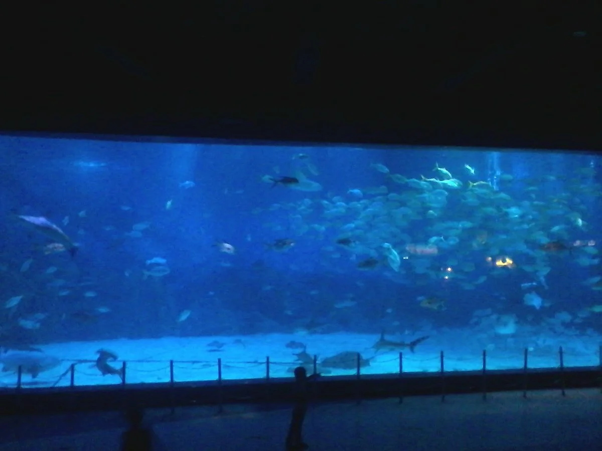 Yantai Whale Shark Acquarium