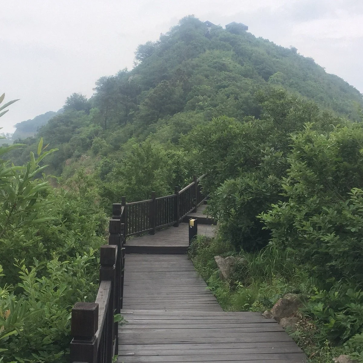 Dayangshan National Forest Park