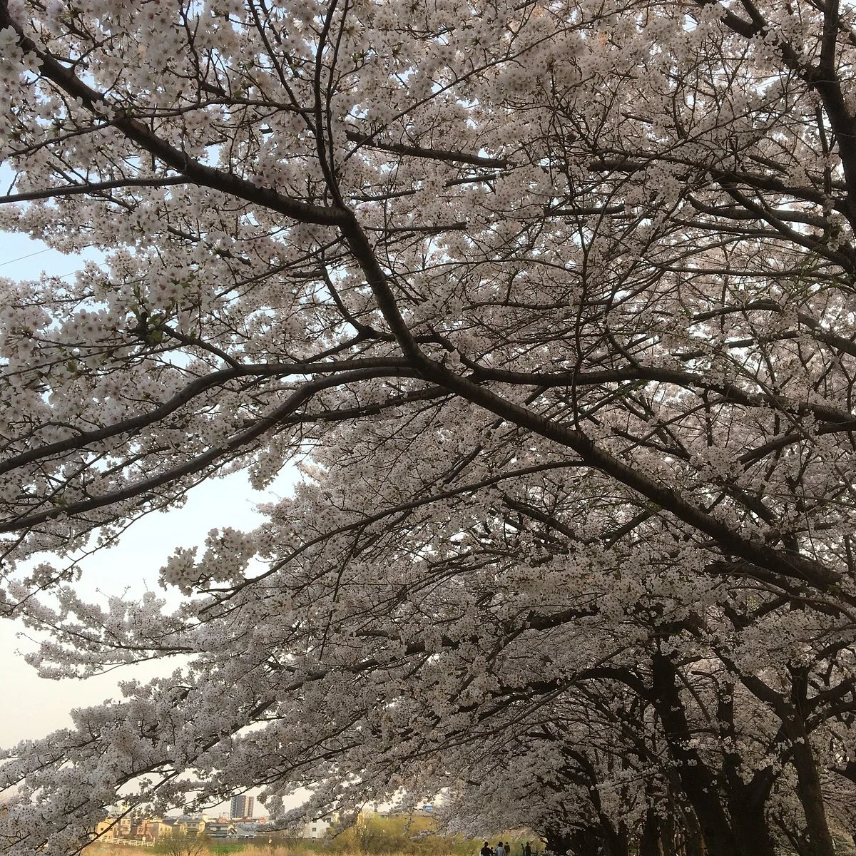 Mihashi Sogo Park