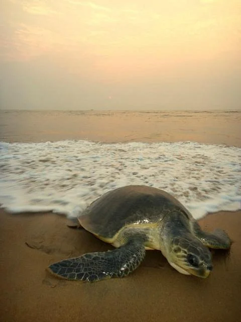 Gahirmatha Turtle Sanctuary