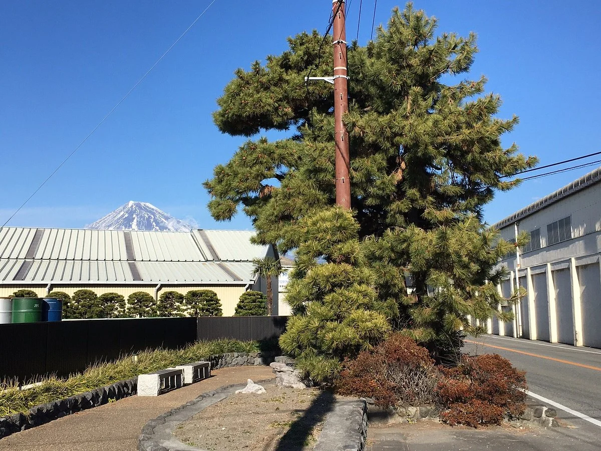 Hidari Fuji
