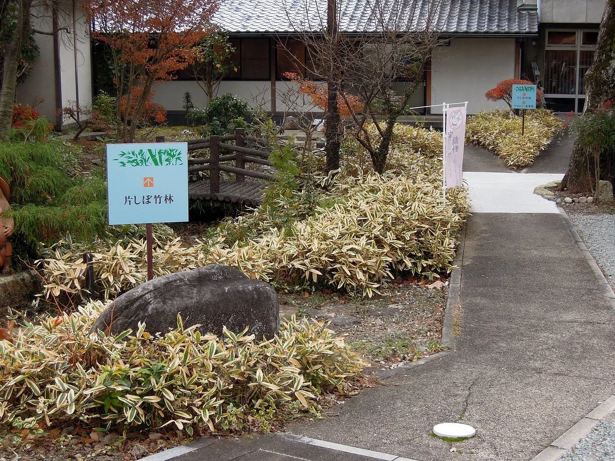 Katashibo Bamboo Forest