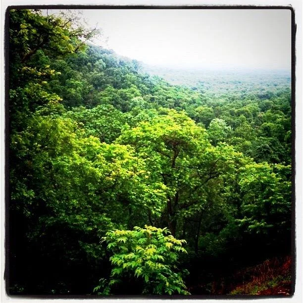 Kuno-Palpur Wildlife Sanctuary