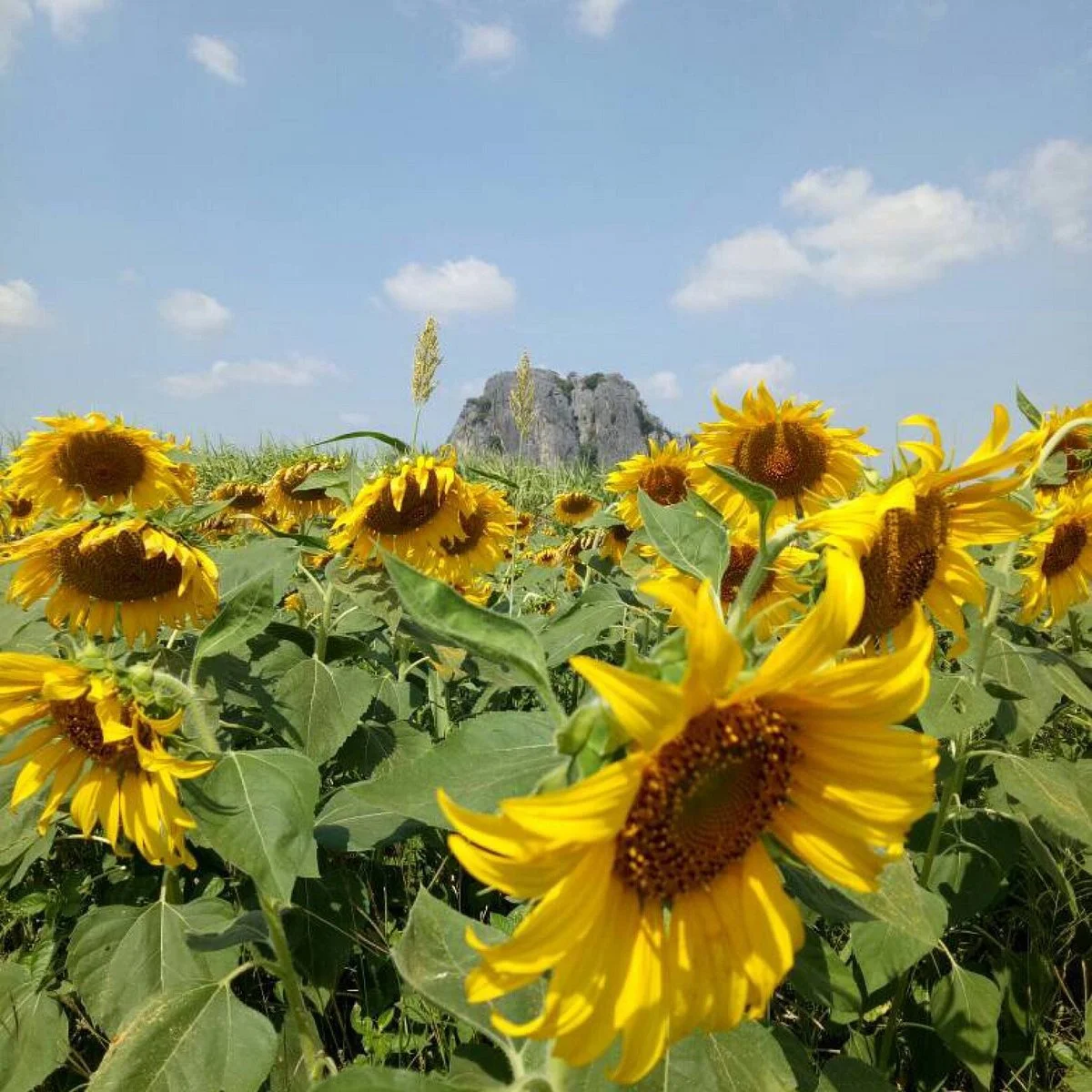 Sunflower Field