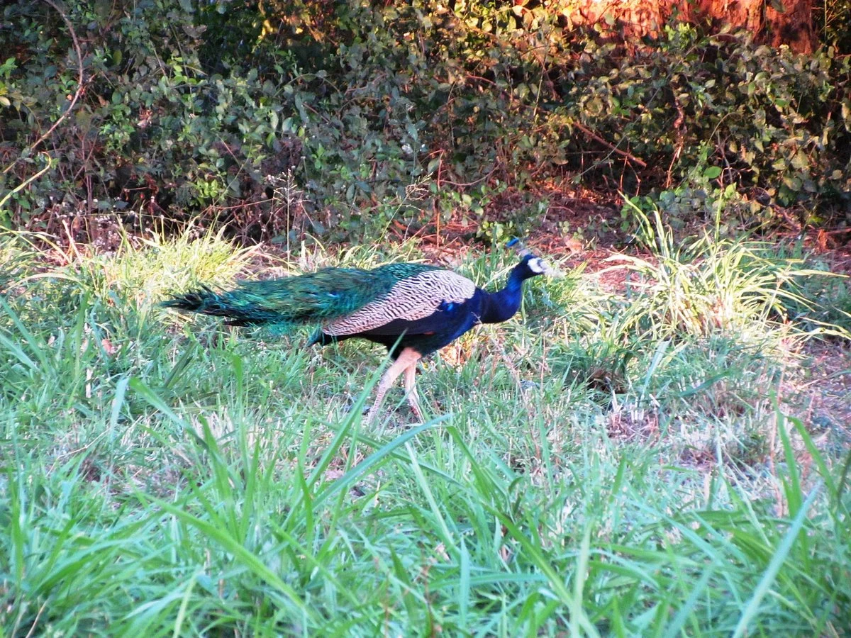 Bankapura Peacock Sanctuary
