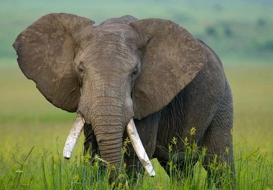 Sepahijala Wildlife Sanctuary