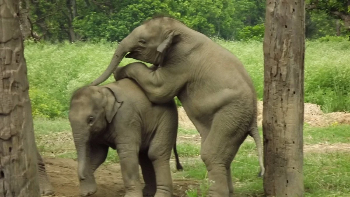 Elephant Breeding Centre