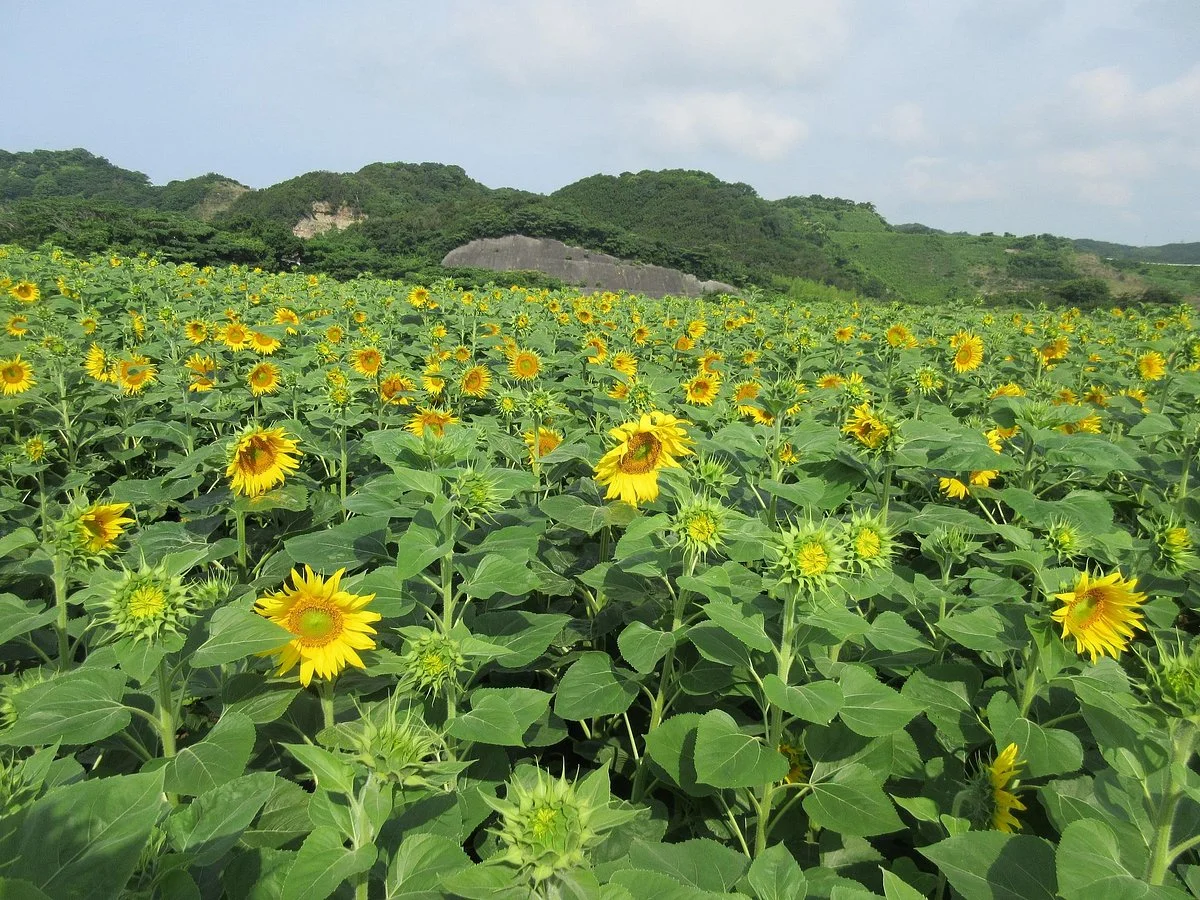 Flower place