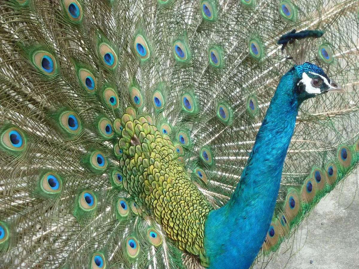 Sun Moon Lake Peacock Garden