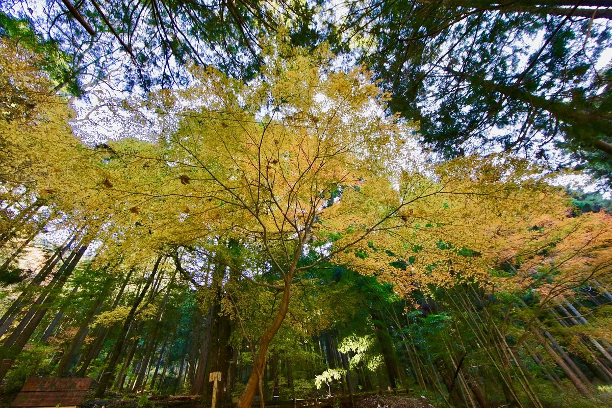 Yadoriki Forest