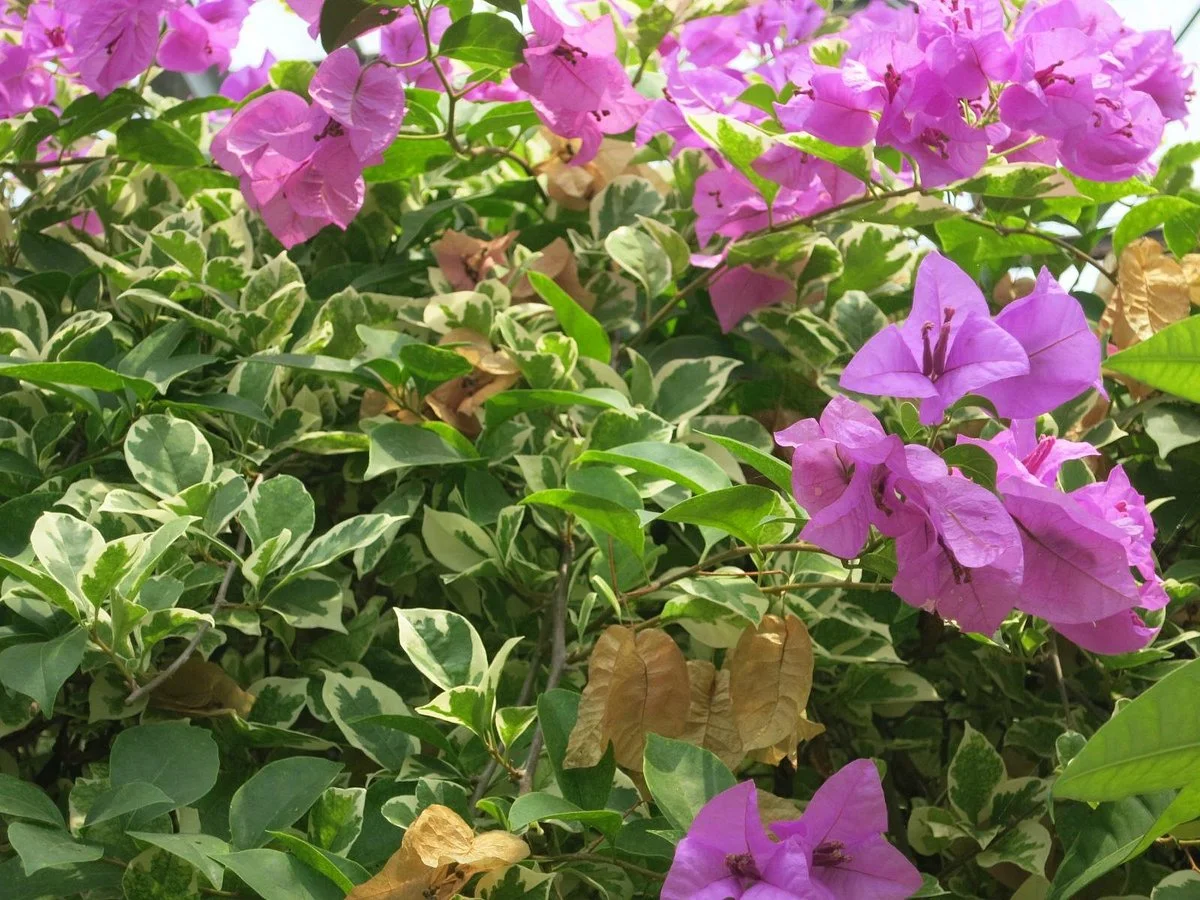 Subtropical Plant Paradise Yubujima Island