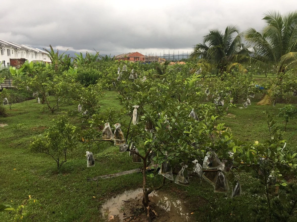 Guava Bee Farm