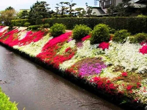 Moss Phlox of Shibuta Riverbank