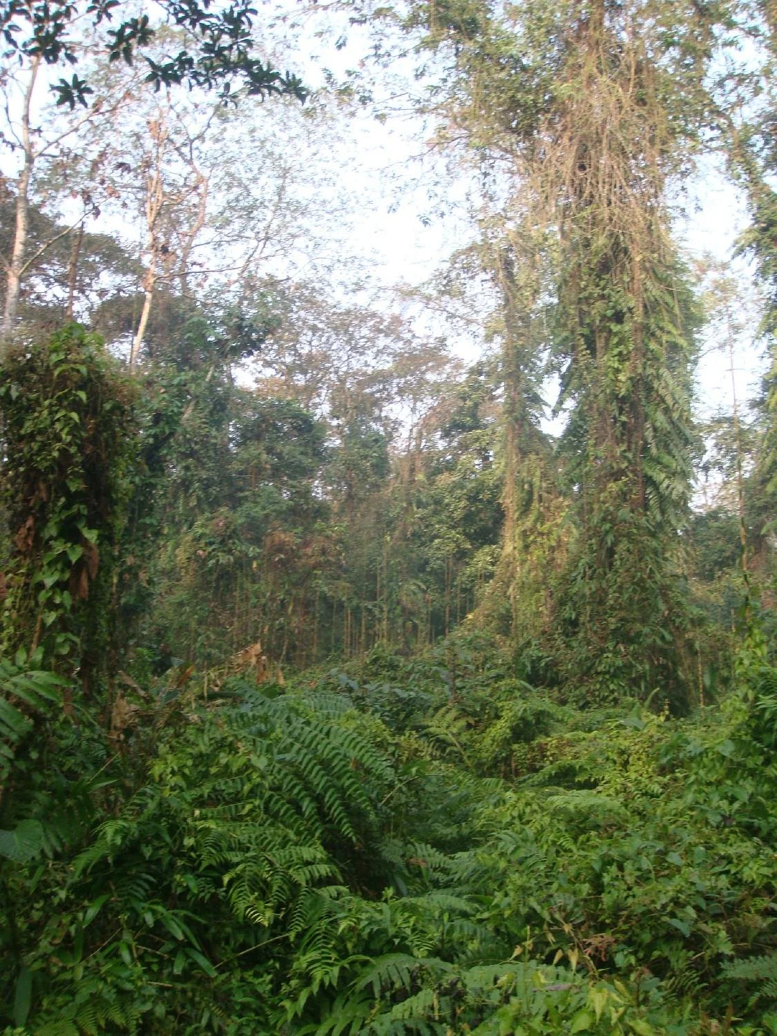 Bherjan-Borjan-Padumoni Wildlife Santuary