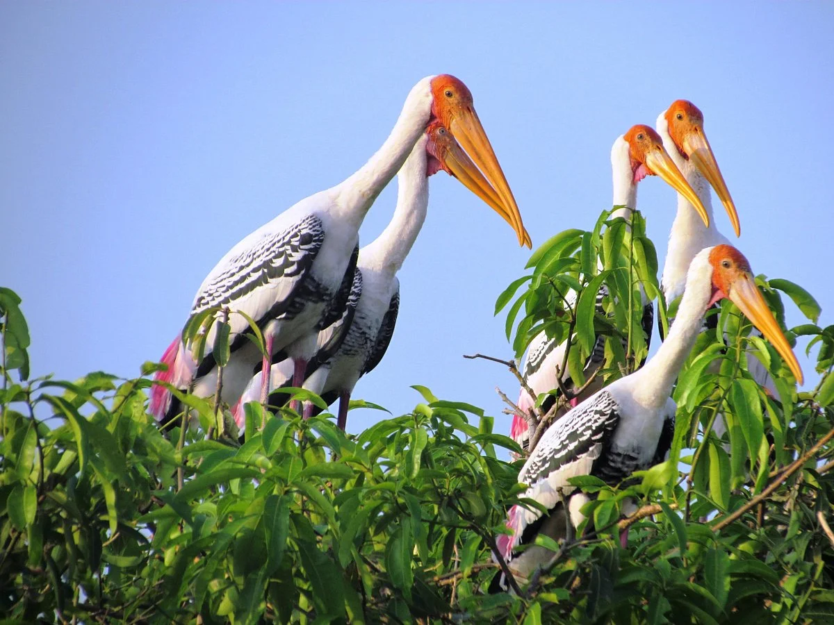 Koonthankulam Bird Sanctuary