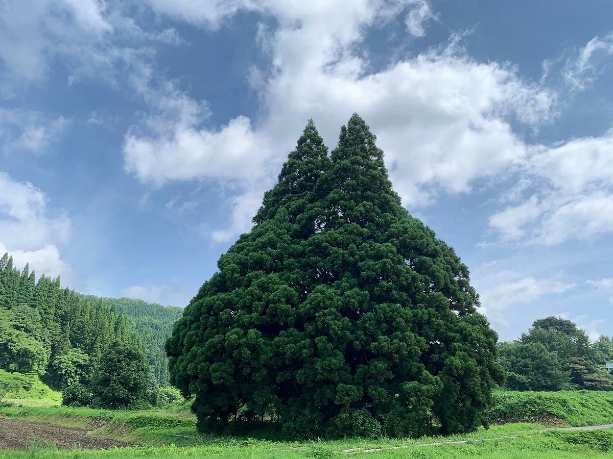 Tall Cedar Tree in Kosugi