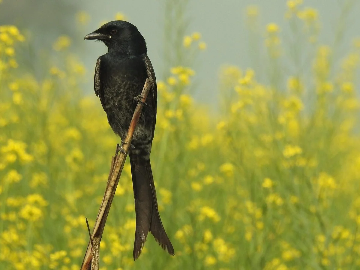 Bhindawas Wildlife  Sanctuary