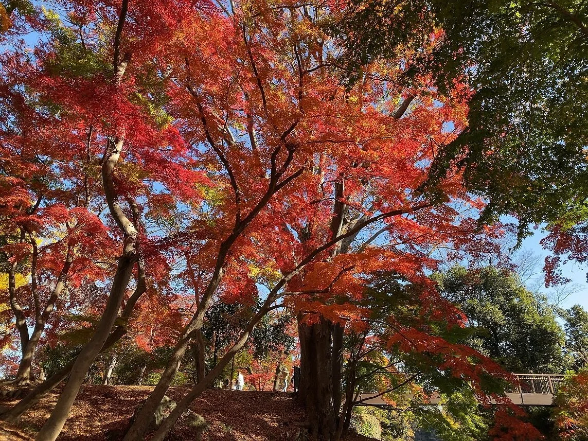 Suzumenomiya Park