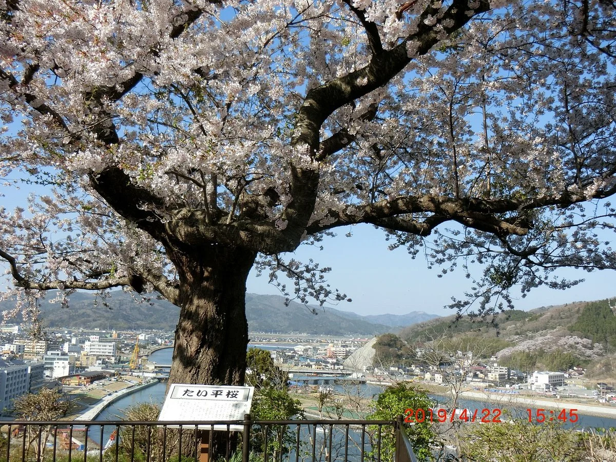 Taihei Cherry Blossoms